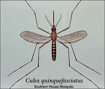 20110306-Mosquito cdc  cquinquefasciatus.jpg